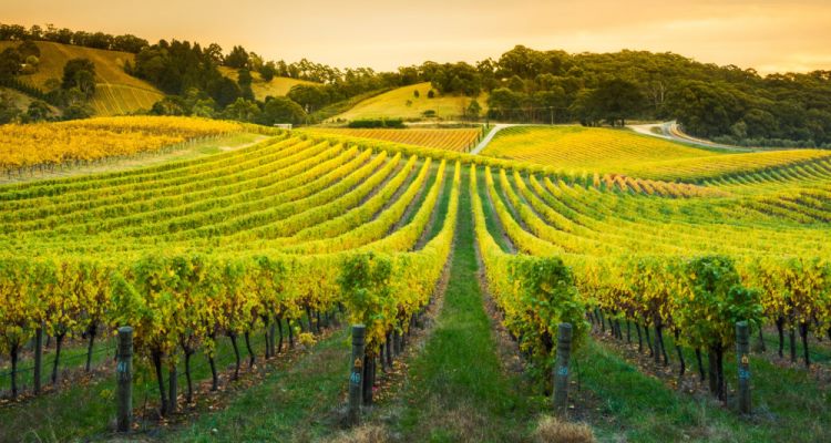 Beyond Vines Barossa Valley